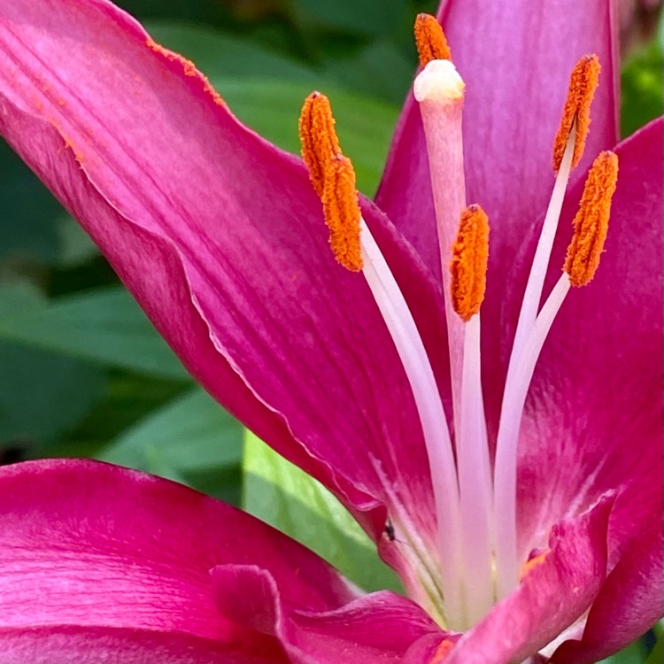 plant image 1499665