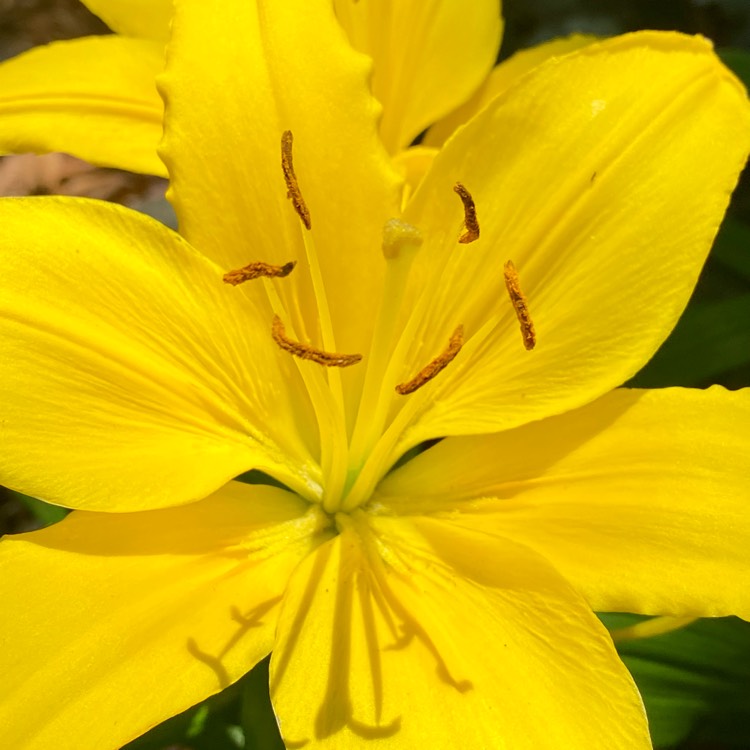 plant image 1499672 plant image 1499672