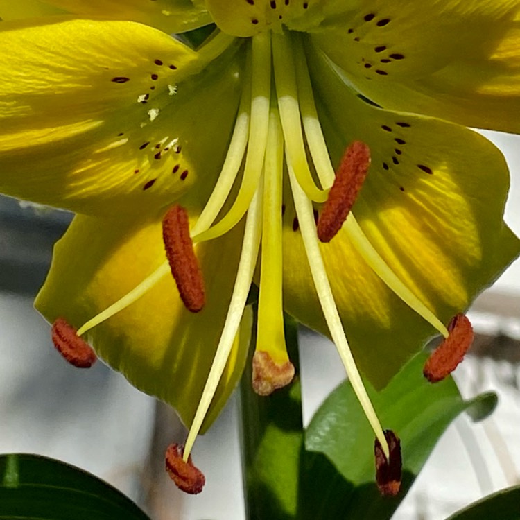 plant image 1500231
