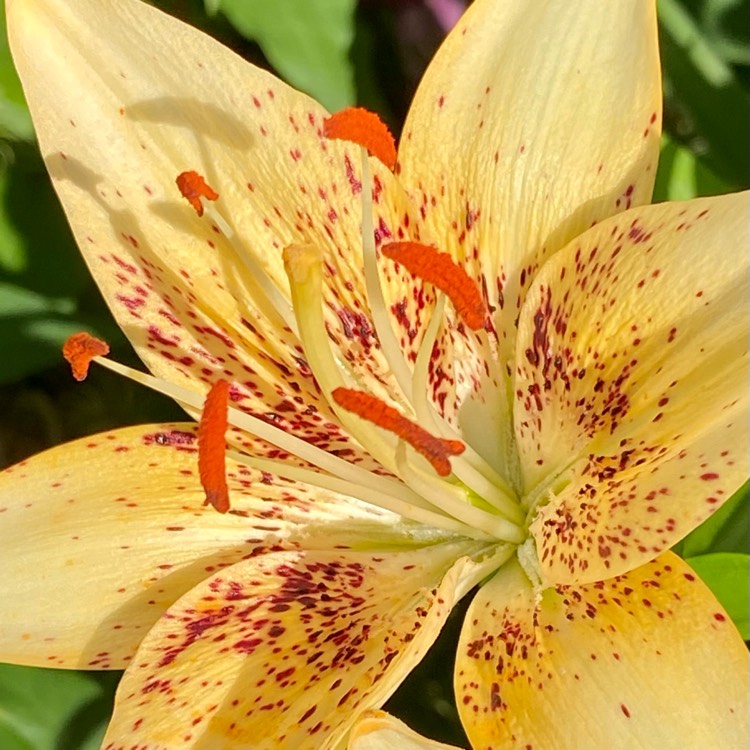 Plant image Lilium 'Big Bang (LilyGarden)'