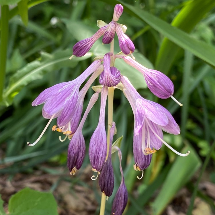 Plant image Hosta 'Pandora's Box'