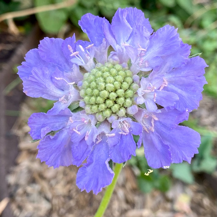 plant image 1515323 plant image 1515323