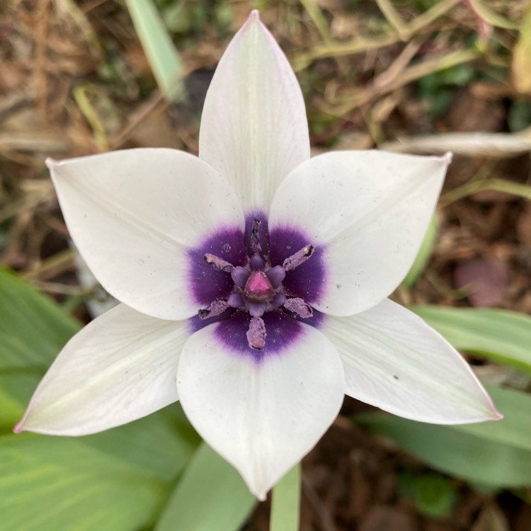 plant image 1585010 plant image 1585010