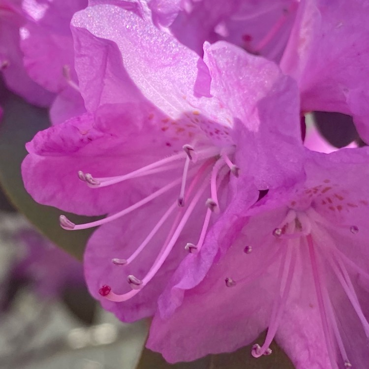 plant image 1588730