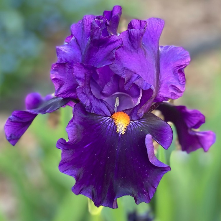 plant image 1596114 plant image 1596114
