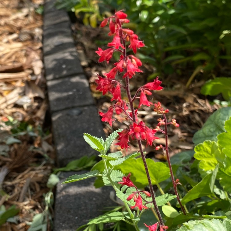 plant image 1604589 plant image 1604589