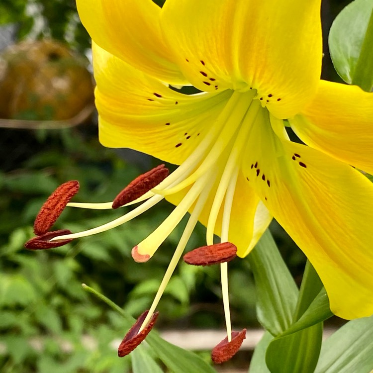 plant image 1608141