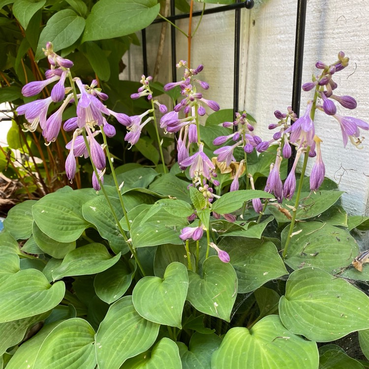 plant image 1609406