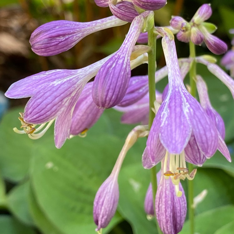 Plant image Hosta 'Ruffled Mouse Ears'