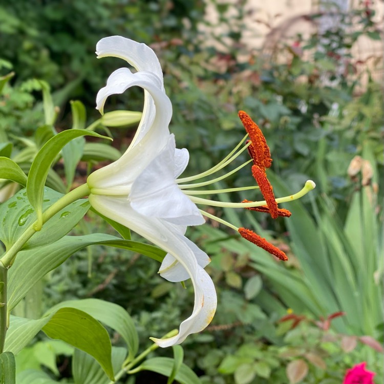 plant image 1614026 plant image 1614026