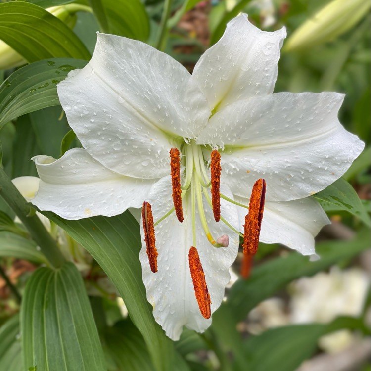 plant image 1614027 plant image 1614027