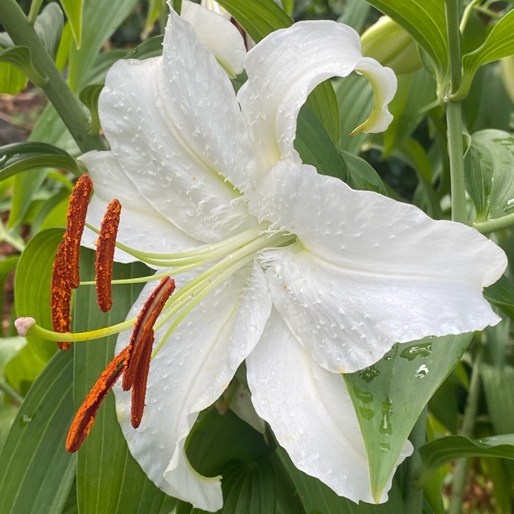 plant image 1614028 plant image 1614028