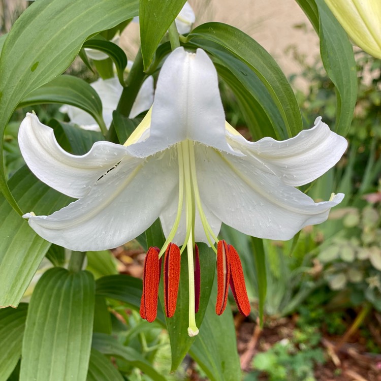 plant image 1614029 plant image 1614029