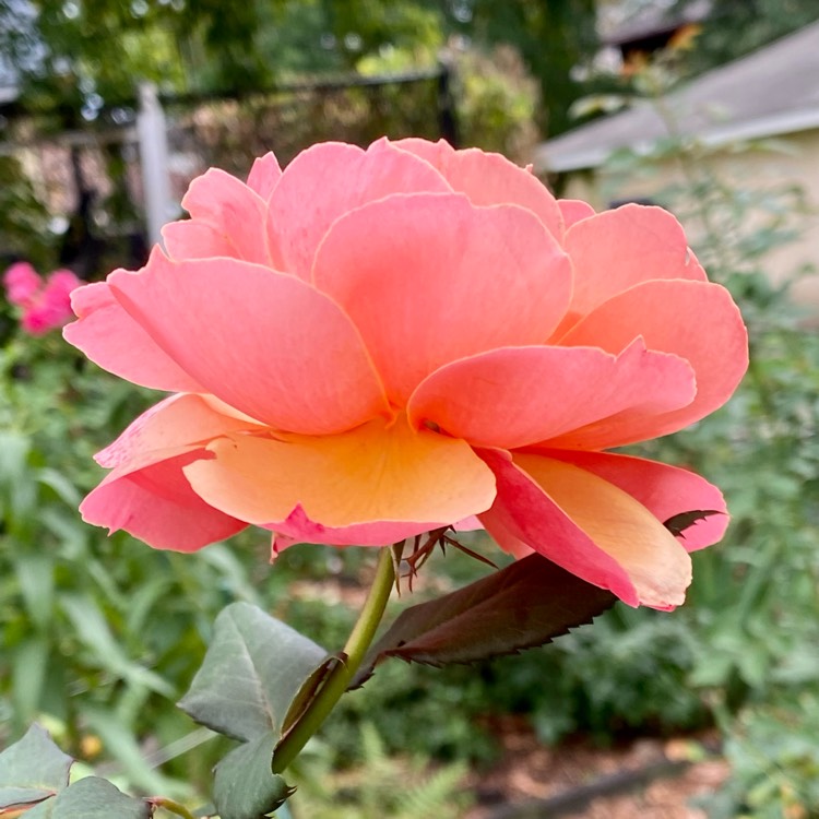 plant image 1627489 plant image 1627489