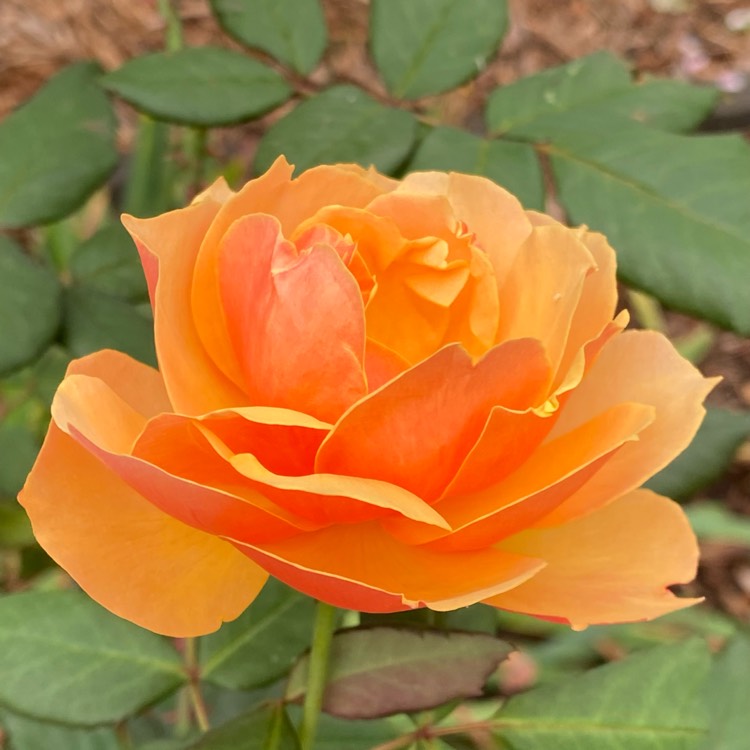 plant image 1627490 plant image 1627490