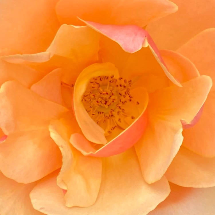 plant image 1627491 plant image 1627491