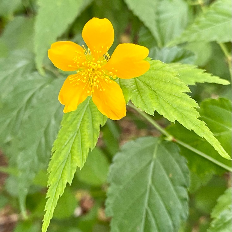 Plant image Kerria japonica 'Golden Guinea'