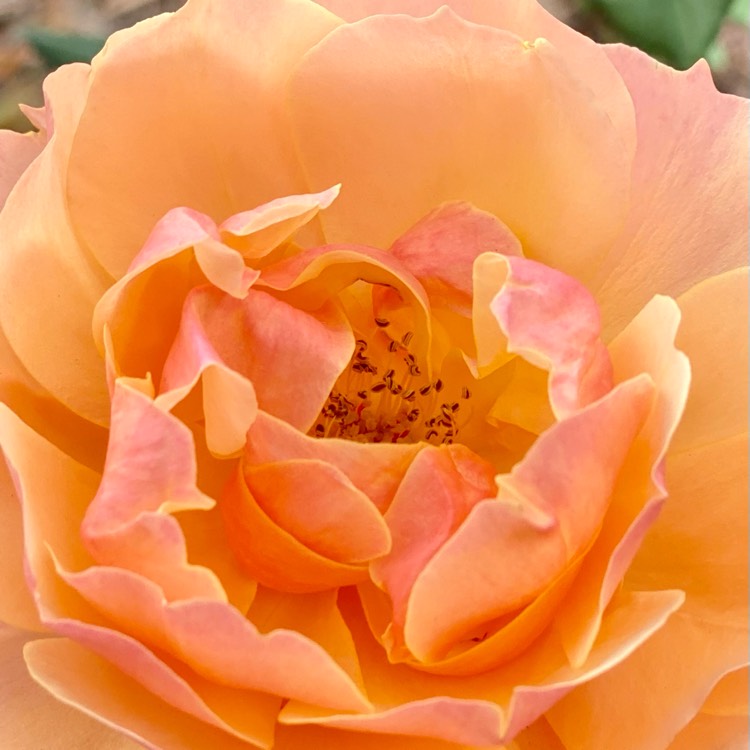 plant image 1629747 plant image 1629747