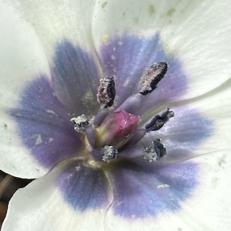 plant image 1662737 plant image 1662737