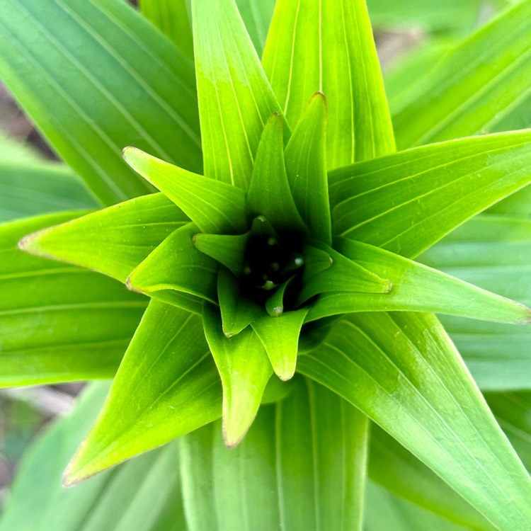 plant image 1664664 plant image 1664664