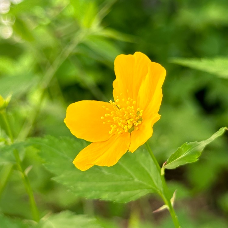 plant image 1664669 plant image 1664669