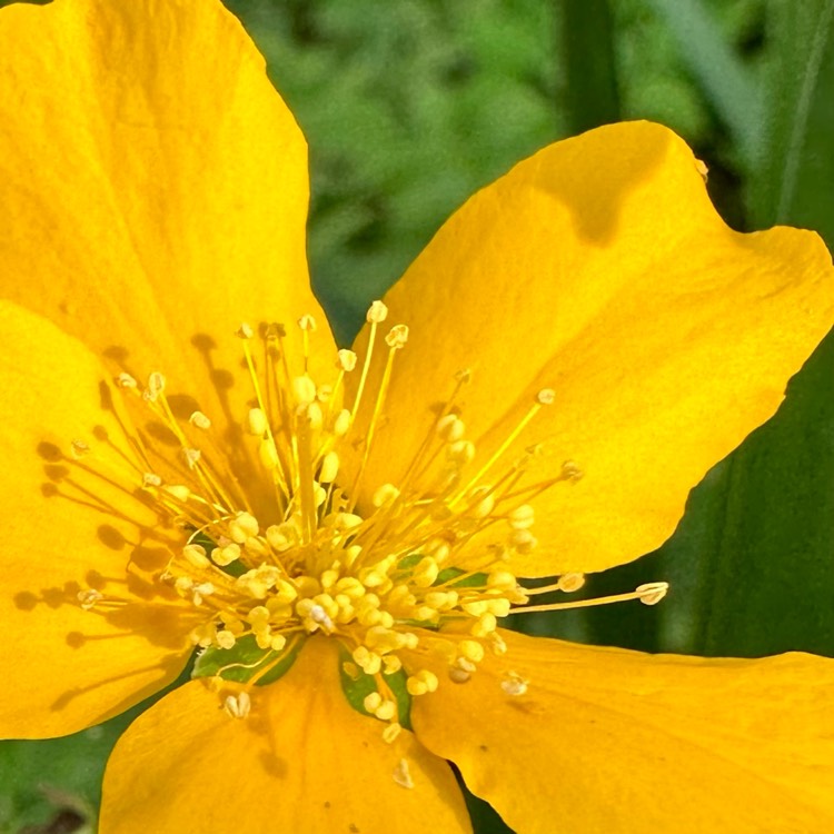 plant image 1664673 plant image 1664673