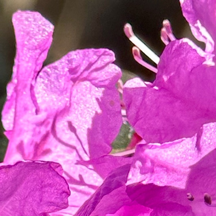 plant image 1664676
