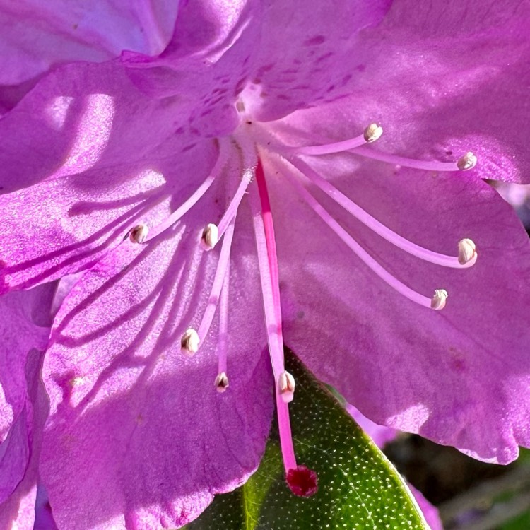 plant image 1664677