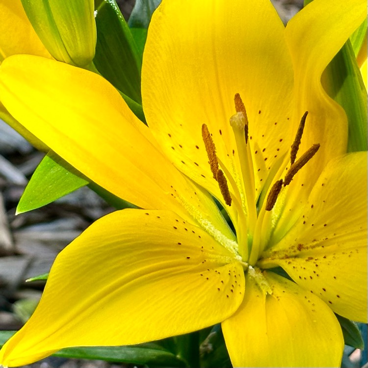 Plant image Lilium 'Tiny Bee'