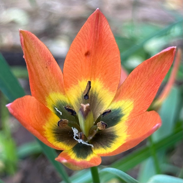 plant image 1666384 plant image 1666384
