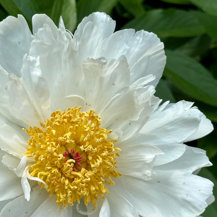 plant image 1669755 plant image 1669755