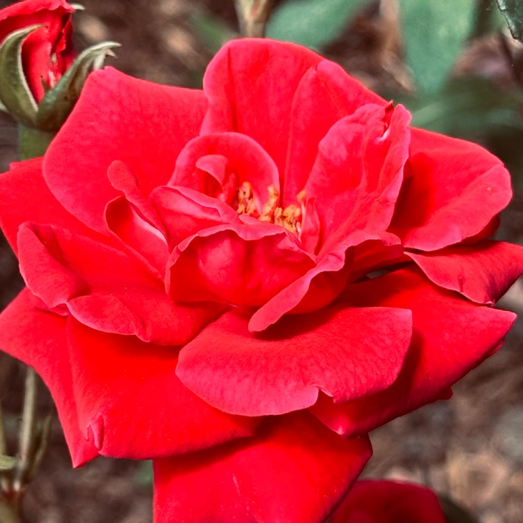 plant image 1669756 plant image 1669756