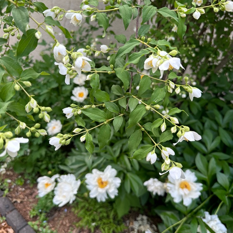 plant image 1670066 plant image 1670066