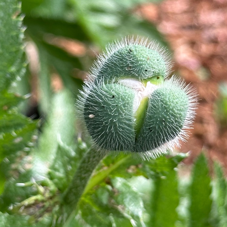 plant image 1670332 plant image 1670332