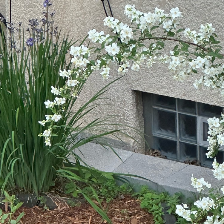 plant image 1670575 plant image 1670575