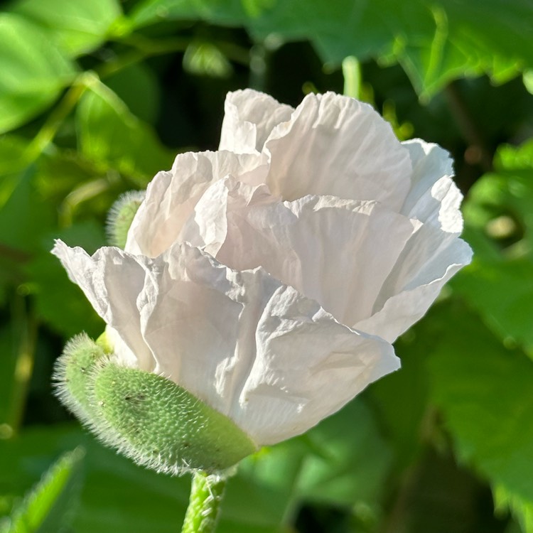 plant image 1671281 plant image 1671281