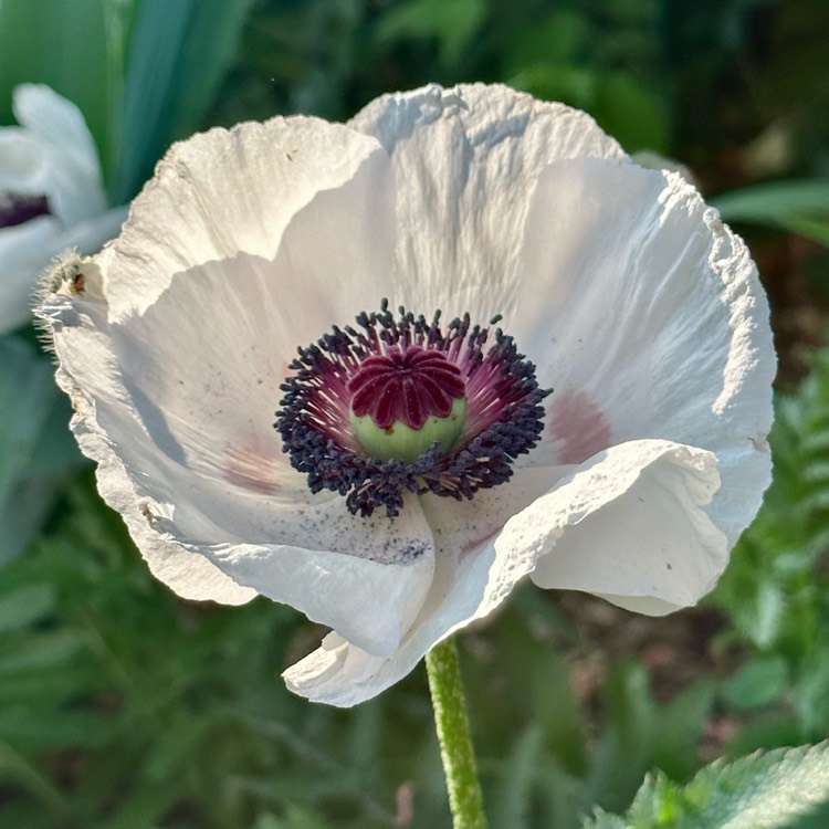 plant image 1671282 plant image 1671282