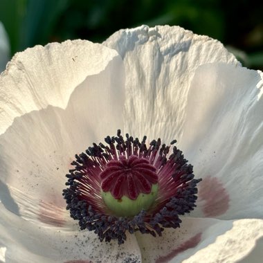 Papaver 'Royal Wedding'