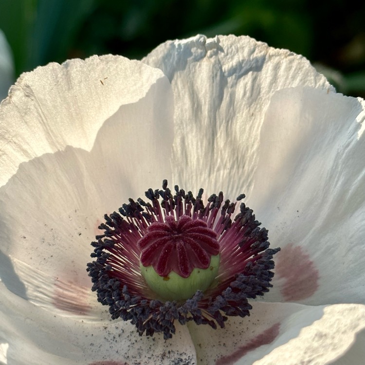 plant image 1671283 plant image 1671283