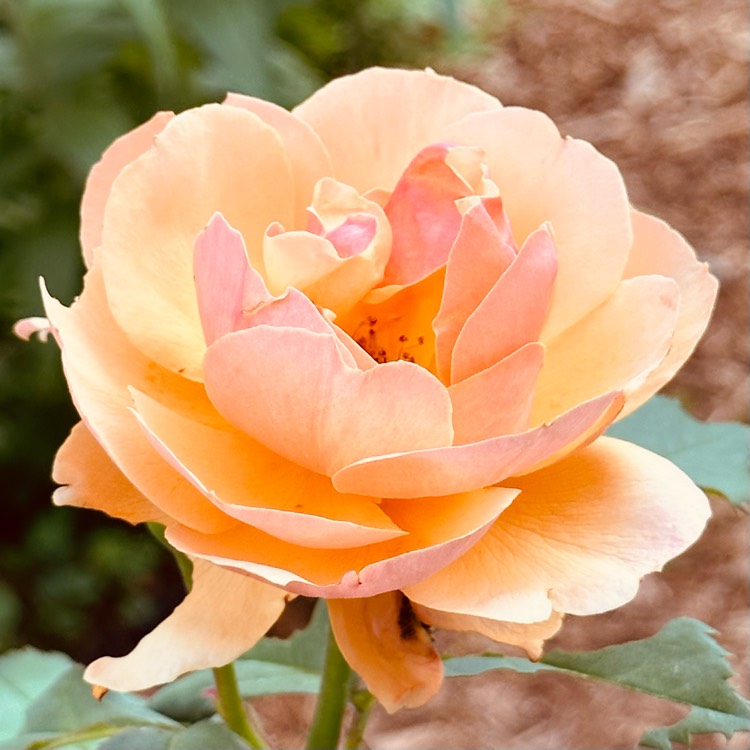 plant image 1672024 plant image 1672024