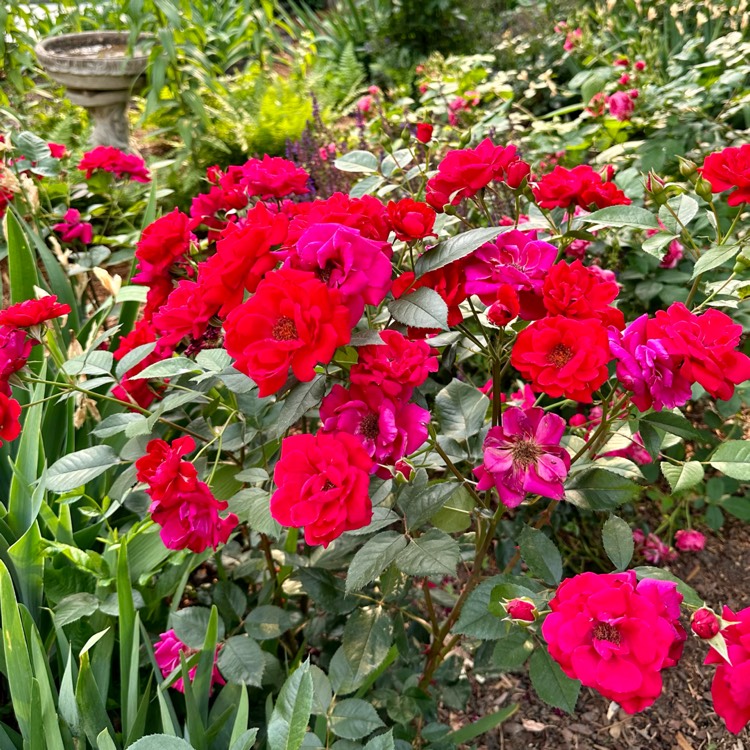 plant image 1672645 plant image 1672645