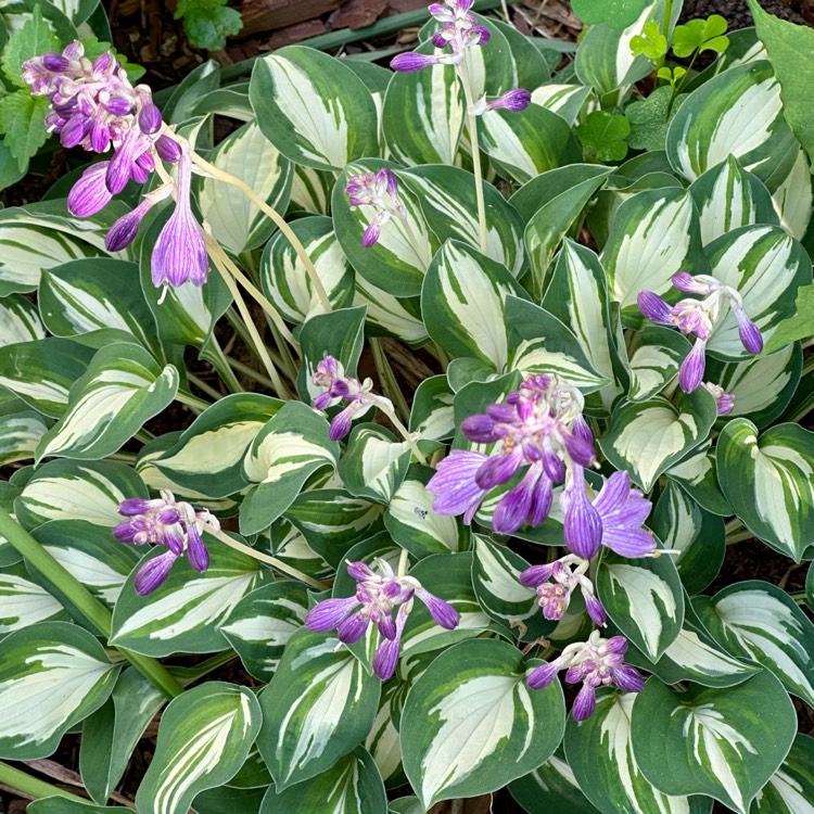 plant image 1675912 plant image 1675912