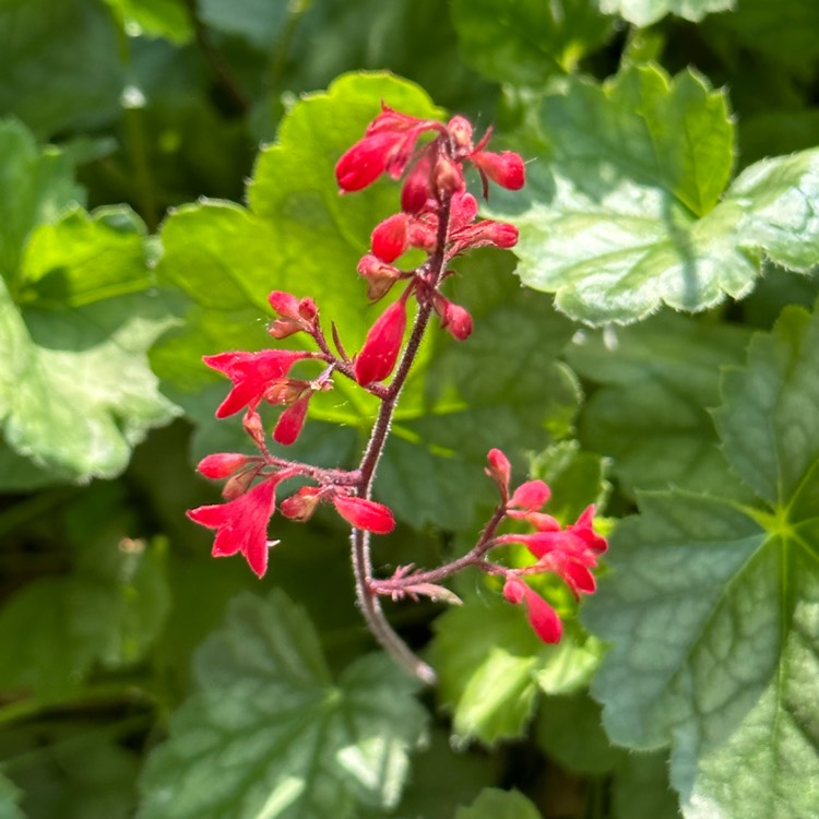 Plant image Heuchera 'Lipstick'