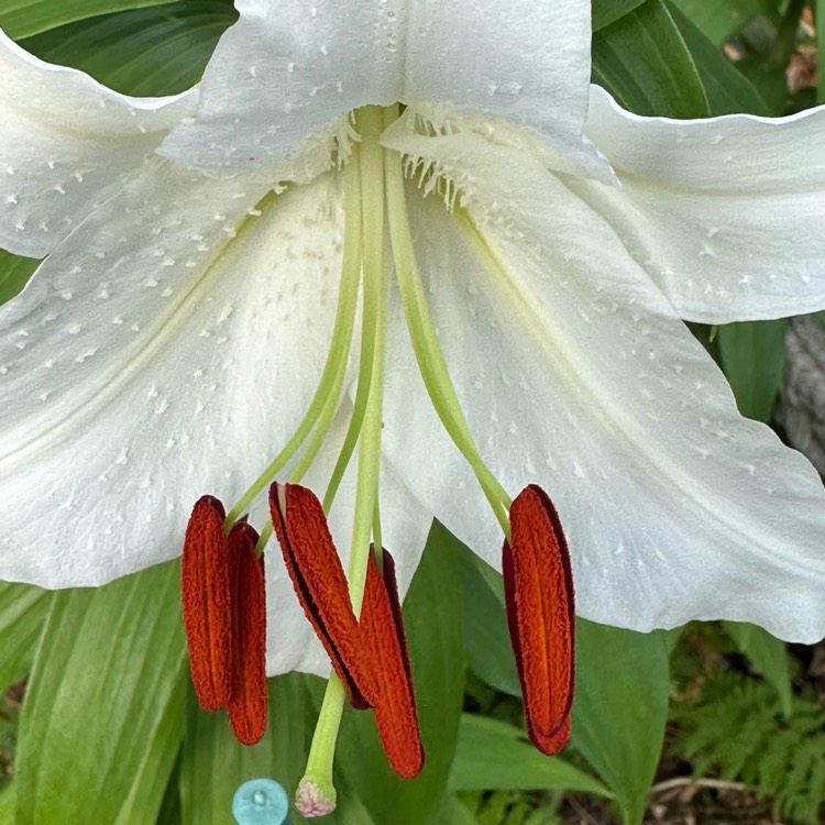 plant image 1679348 plant image 1679348