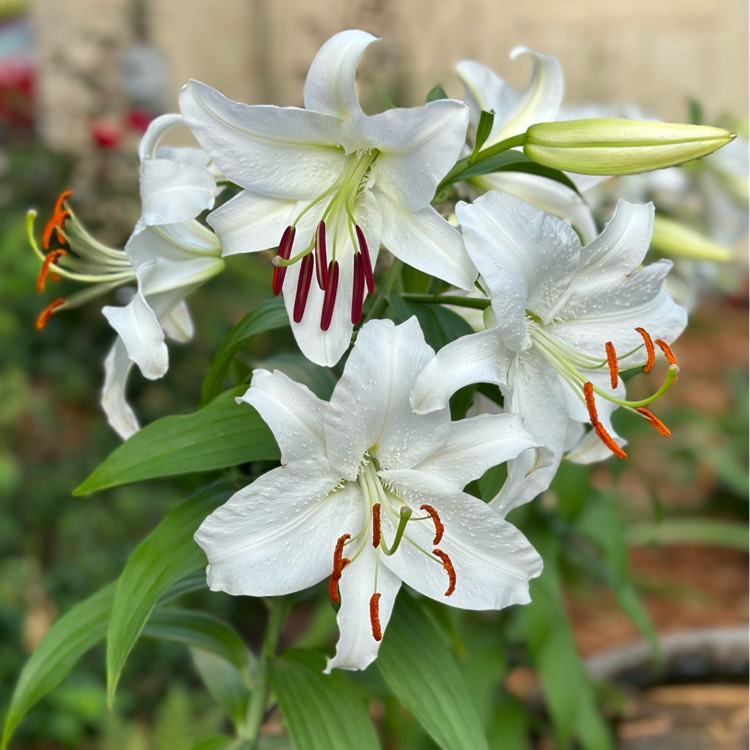 plant image 1680006 plant image 1680006