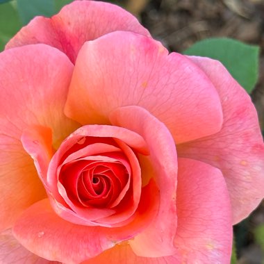Rose ‘Colorific'