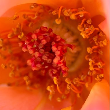 Rose ‘Colorific'