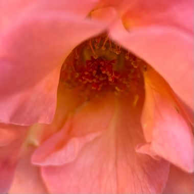 Rose ‘Colorific'