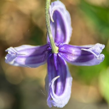 Clematis 'Rooguchi'