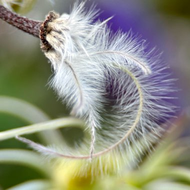 Clematis 'Rooguchi'